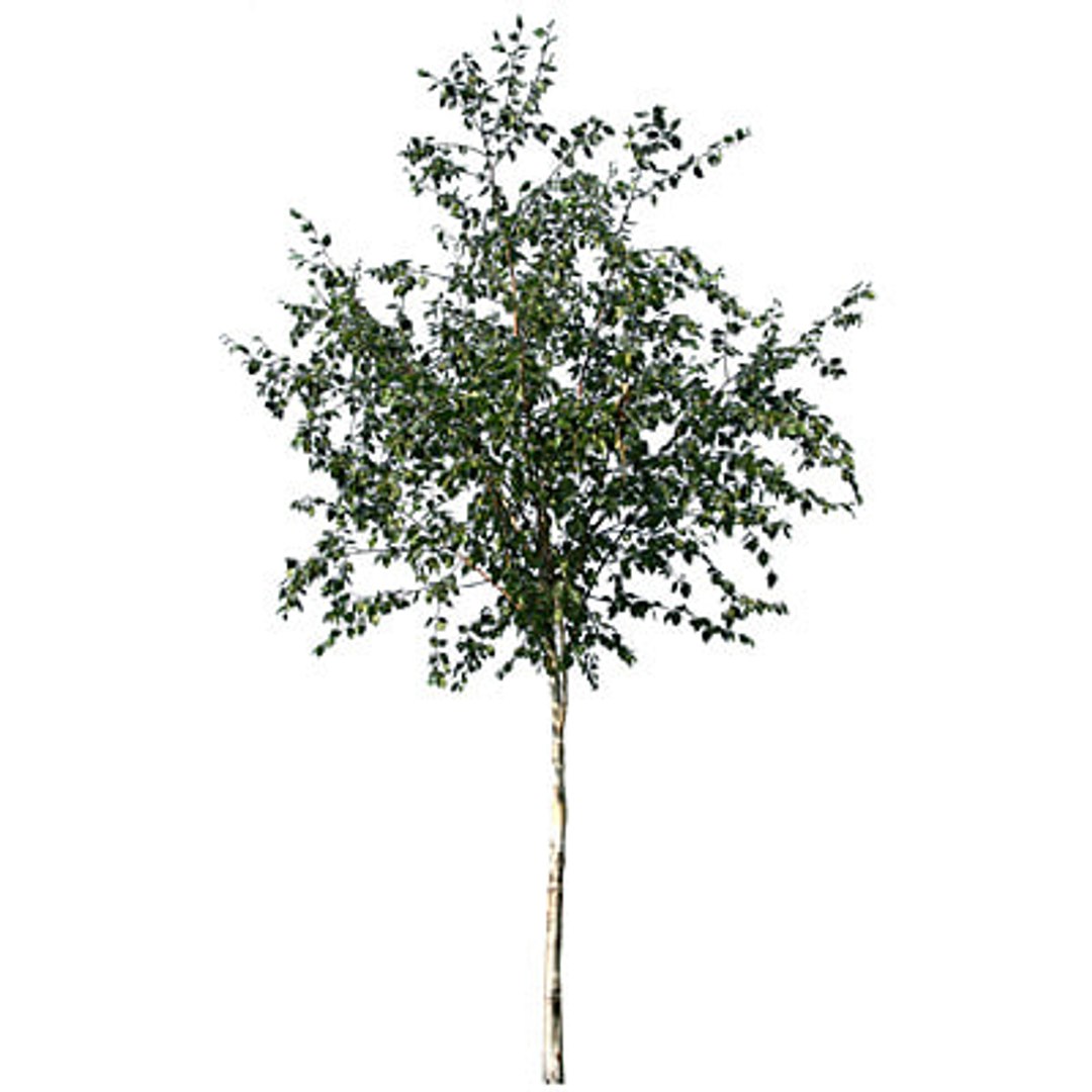  https://p.turbosquid.com/preview.turbosquid.com/Preview/2014/08/01__17_25_29/Trees 2-19 TS.jpga8689f4d-794a-451e-9719-d0651eb211d2Larger/jpg/1217967451/1920x1080/fit_q87/be7223a830929e03bc760f3052e2c0ebbca0e67e/Trees 2-19 TS.jpga8689f4d-794a-451e-9719-d0651eb211d2Larger.jpg